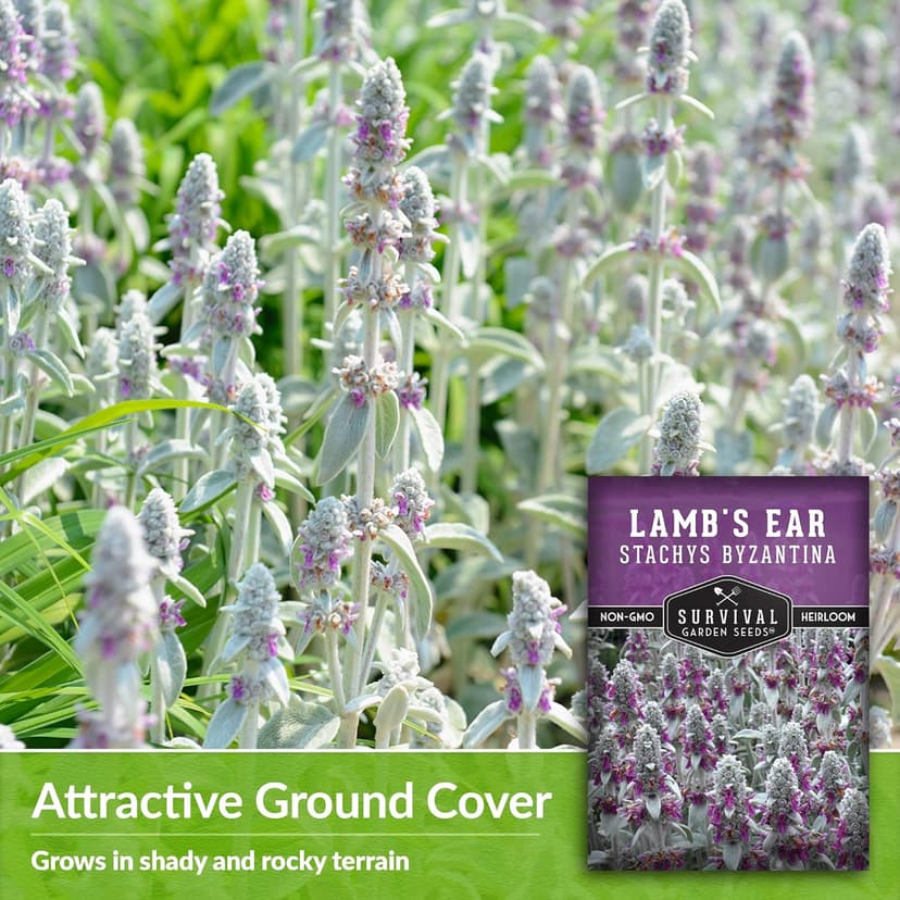 Lamb's Ear Seeds for Planting - 1 Packet with Instructions to Plant & Grow Lambs Ear Plant, Shade & Drought Tolerant Wooly Betony in Your Home Garden - Non-GMO Heirloom Variety - Survival Garden Seeds