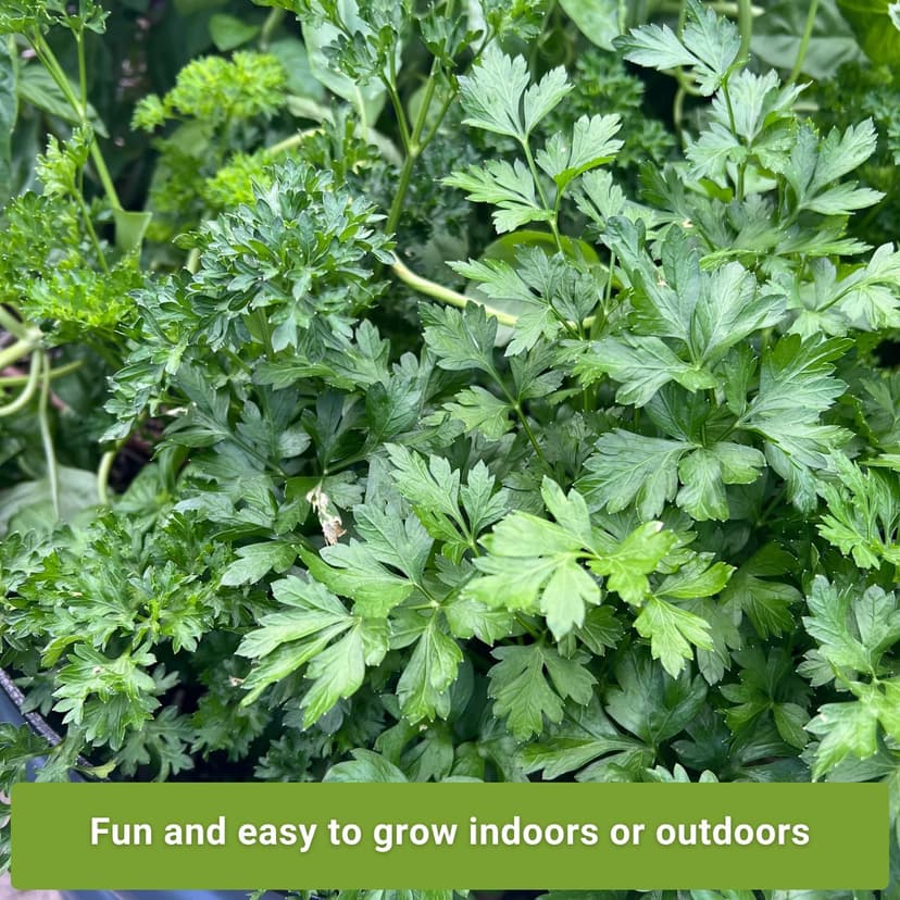 Sow Right Seeds - Flat and Curly Leaf Parsley Seed Collection for Planting - Non-GMO Heirloom Packet with Instructions to Plant and Grow a Kitchen Herb Garden - Indoors or Outdoors - Culinary Garnish