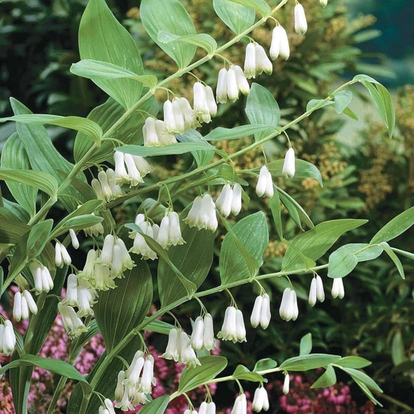 20+ Solomon's Seal Seeds Perennial Plant Bell-Shaped Flowers Garden Borders Outdoor