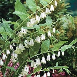 20+ Solomon's Seal Seeds Perennial Plant Bell-Shaped Flowers Garden Borders Outdoor