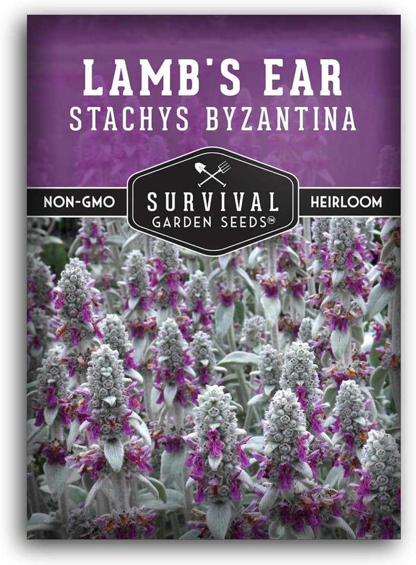 Lamb's Ear Seeds for Planting - 1 Packet with Instructions to Plant & Grow Lambs Ear Plant, Shade & Drought Tolerant Wooly Betony in Your Home Garden - Non-GMO Heirloom Variety - Survival Garden Seeds