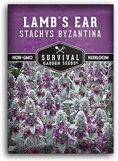 Lamb's Ear Seeds for Planting - 1 Packet with Instructions to Plant & Grow Lambs Ear Plant, Shade & Drought Tolerant Wooly Betony in Your Home Garden - Non-GMO Heirloom Variety - Survival Garden Seeds