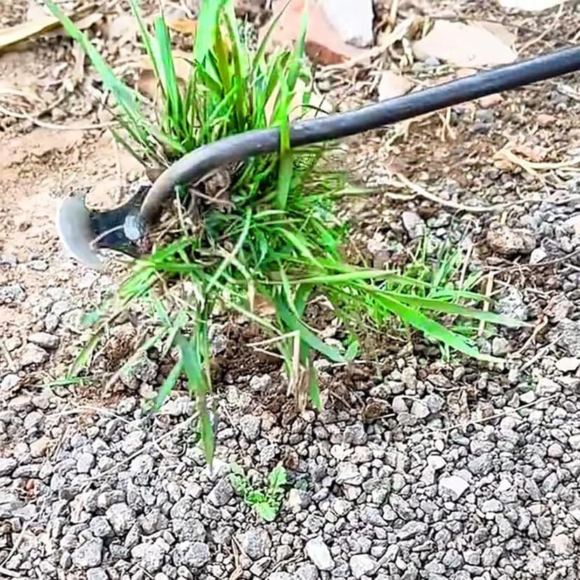 Everglowly Weeder, Everglowly Weed Removal Tool Long Handle, 4 Teeth Garden Weed Pulling Tool Uprooting Weeding Tool for Vegetable Garden Yard Planting (Large)
