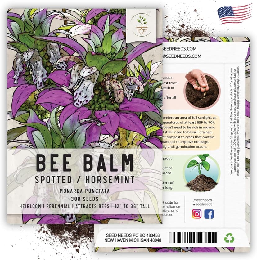 Seed Needs Spotted Bee Balm Seeds - 300 Heirloom Seeds for Planting Monarda punctata - Medicinal Horsemint Herb, Open Pollinated, Attracts Pollinators (1 Pack)