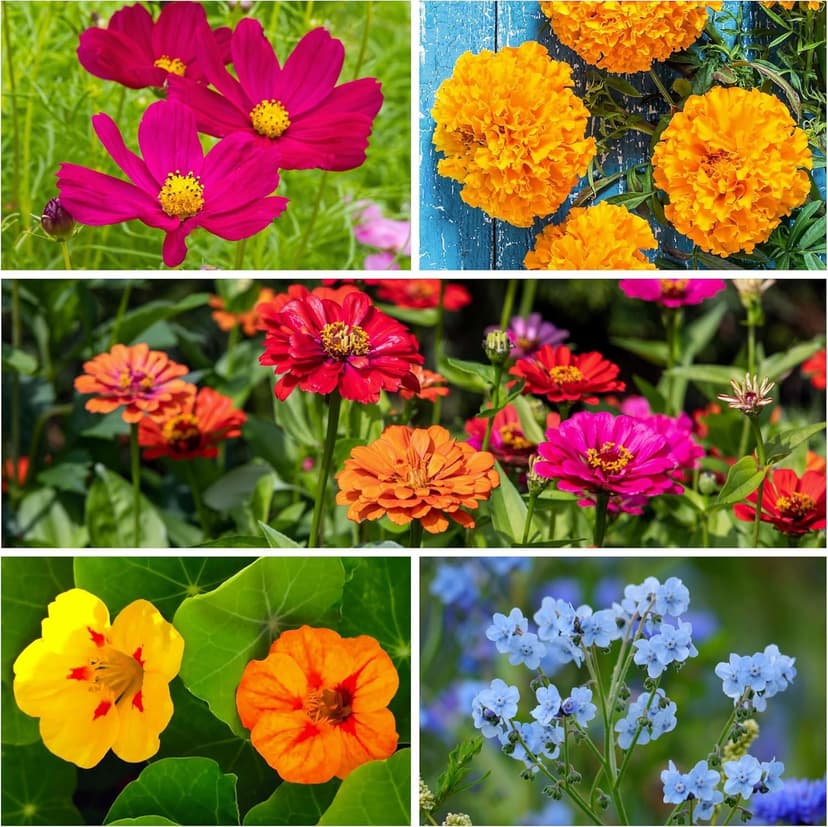 Seed Needs Wildflower Seeds Butterfly and Hummingbird Seed Mix 2 Ounce No Filler | 23 Varieties Annual & Perennial Species Such as Butterfly Milkweed, Cosmos & Zinnia | Resealable Bulk Package