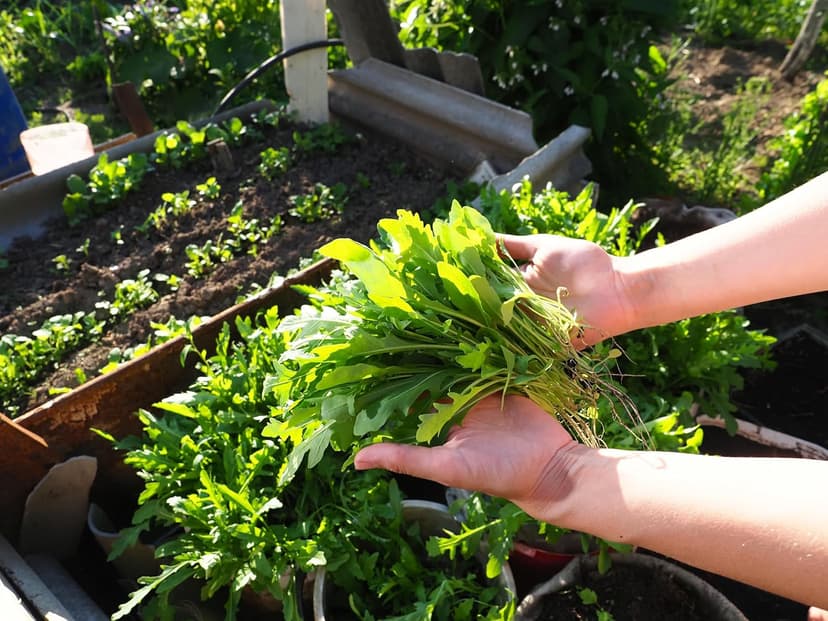 Arugula Seeds for Planting, Slow Bolt, 800+ Heirloom, Non-GMO Vegetable Seeds, Grow Peppery Greens Indoors or Outdoors, Perfect for Microgreens, Includes Instructions, Qty 1
