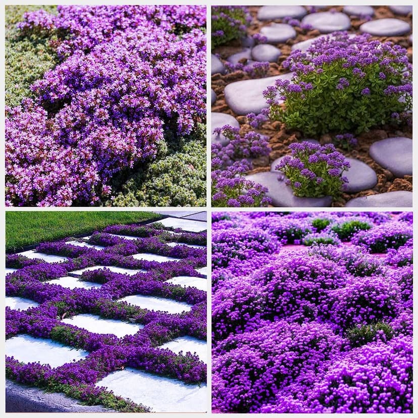 21000+ Creeping Thyme Seeds for Planting Outdoor -Perennial Flowers Plant in Home Garden Backyard Non-GMO