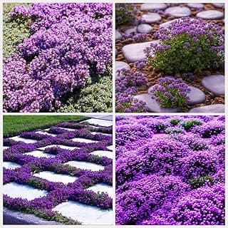 21000+ Creeping Thyme Seeds for Planting Outdoor -Perennial Flowers Plant in Home Garden Backyard Non-GMO