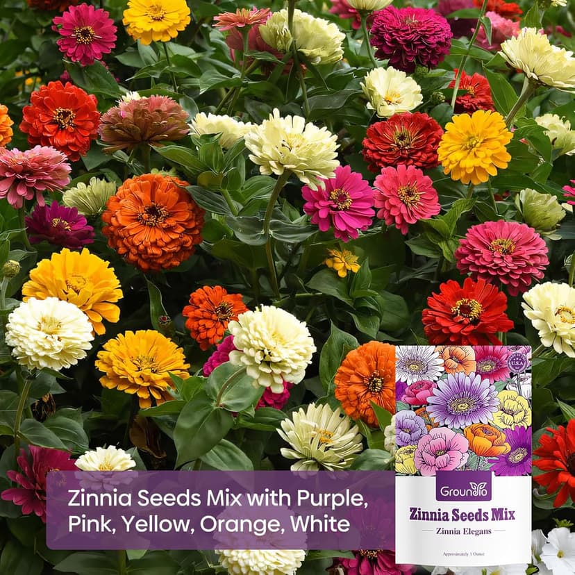 Zinnia Seeds Mix, 1 Oz, Over 3,000 Flowers Seeds, 5 Varieties (Pink, Yellow, Orange, White, Purple), Mixed Colors and Large Blooms,Open Pollinated - Bulk