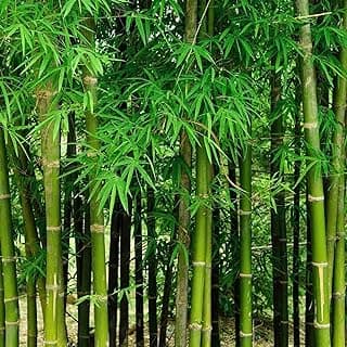 200+ Fresh Giant Bamboo Seeds for Planting - Quick Growth and Winter Hardy Privacy Screen, Good for Environment