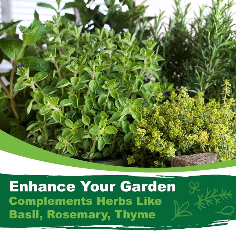 Oregano Seeds for Planting, 3000+ Non-GMO Heirloom Seeds, 500mg, Open Pollinated Perennial Herb, Origanum vulgare, for Indoor & Outdoor Gardens, Qty 1