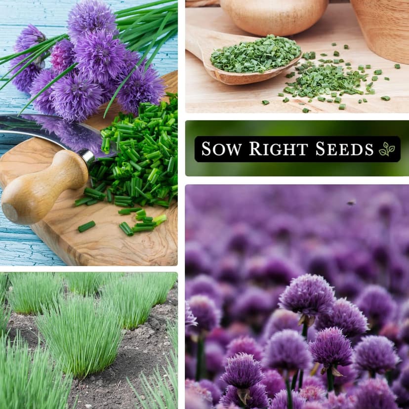 Sow Right Seeds - Common Chives Seed for Planting - Non-GMO Heirloom Packet with Instructions to Plant and Grow Kitchen Herb Garden Indoor or Outdoor - Mild Onion Flavor (1)