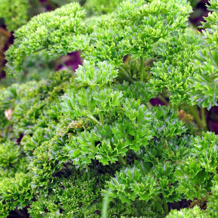500+ Seed Sweet Parsley Triple Curled Heirloom Seed for Planting-Plant & Grow Sweet Parsley Triple Curled Vegetable in Your Home Non-GMO Garden Outdoor