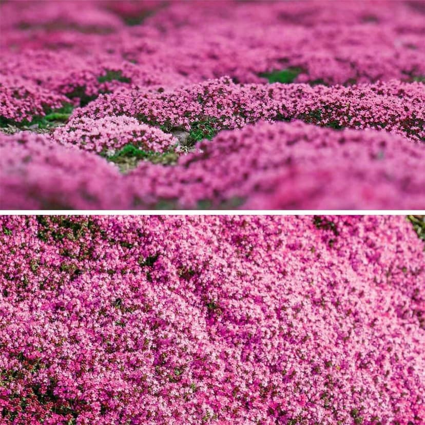 1000+ Magic Pink Creeping Thyme Seeds for Planting Ground Cover Plants Heirloom Flowers Perennial Thyme Non-GMO Thymus Serpyllum Seed
