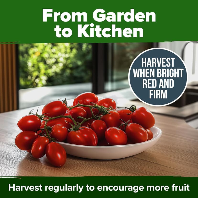 HOME GROWN San Marzano Tomato Seeds - 66 Non-GMO, USA Sourced Heirloom Tomato Seeds - Vegetable Seeds for Planting Indoor or Outdoor (Solanum lycopersicum)