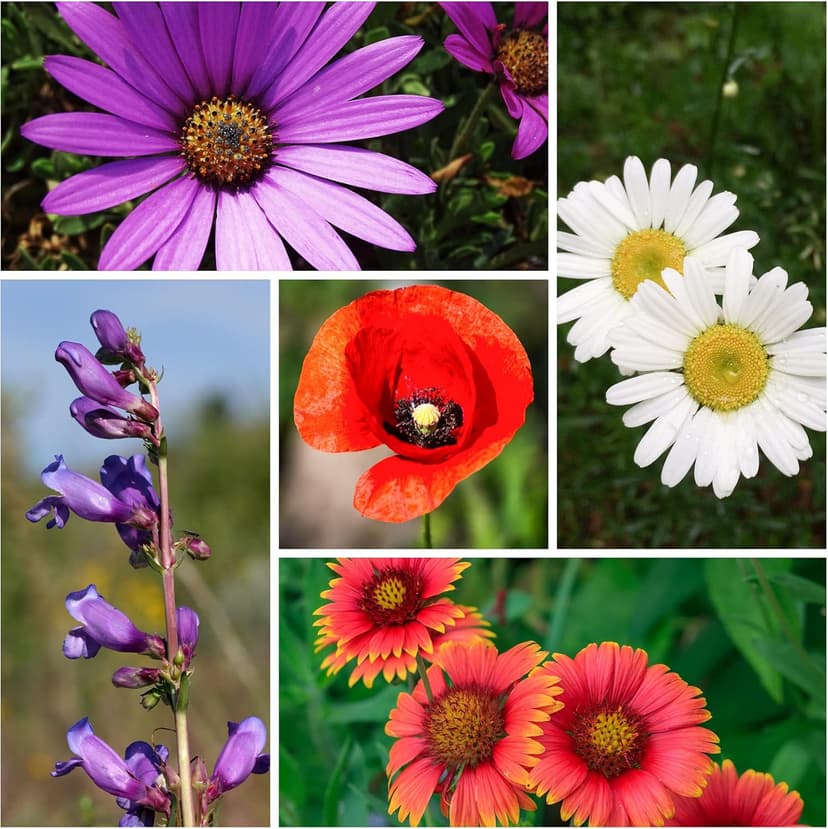 Wildflower Seeds Bulk, 2 Oz. 80,000+ Seeds, Drought-Tolerant Wildflower Mix, 20 Varieties of Drought-Tolerant Wildflower Seeds, Drought-Resistant Wildflower Seeds, Dryland Pollinators Flowers Seeds