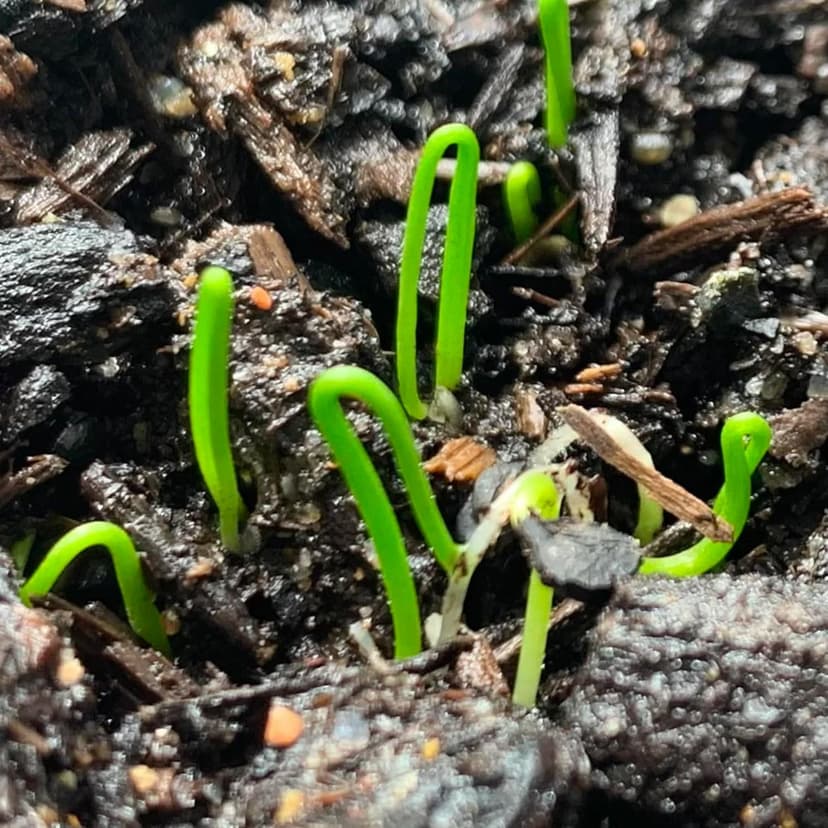Seed Needs Chive Seeds for Planting Garlic Chives - Non-GMO Heirloom & Untreated Perennial Herbs to Grow an Indoor or Outdoor Home Herb Grown Garden (1 Pack)