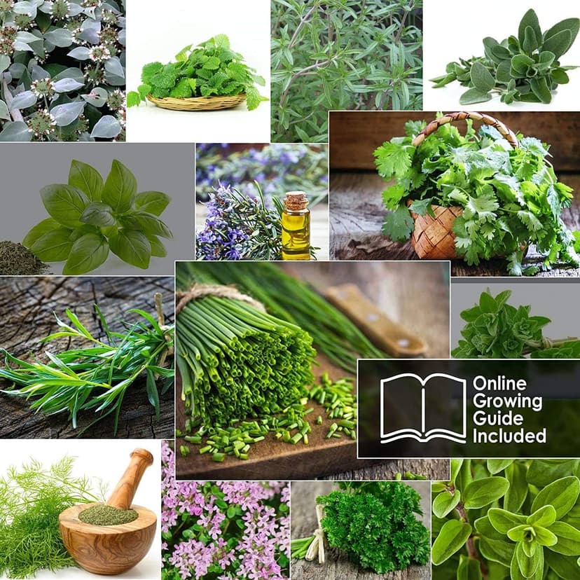 14 Culinary Herb Seeds Pack - Heirloom and Non GMO, Grown in USA - Indoor or Outdoor Garden - Basil, Parsley, Dill, Cilantro, Rosemary, Mint, Thyme, Oregano, Marjoram, Tarragon, Chives, Sage & More