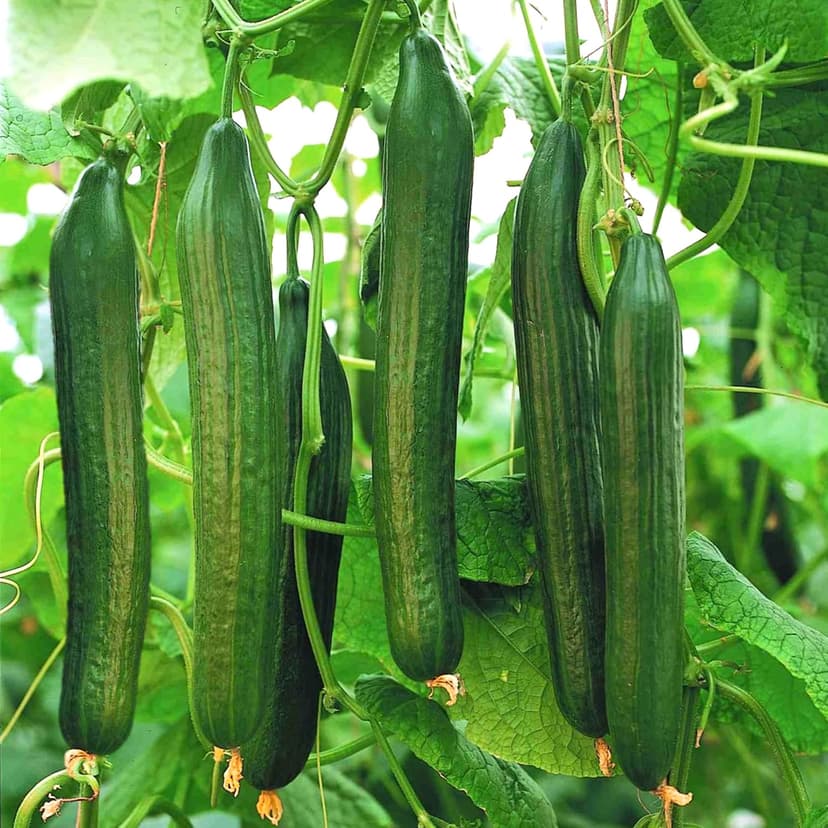 English Telegraph Burpless Cucumber (English Cucumber) Seeds - 30+ Count - for 2025 Planting Hothouse Cucumbers Crisp European Near-Seedless Long Heirloom Vegetable Grow Your Own Home