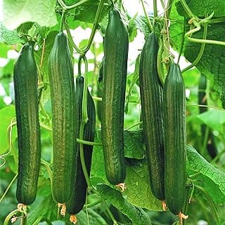 English Telegraph Burpless Cucumber (English Cucumber) Seeds - 30+ Count - for 2025 Planting Hothouse Cucumbers Crisp European Near-Seedless Long Heirloom Vegetable Grow Your Own Home