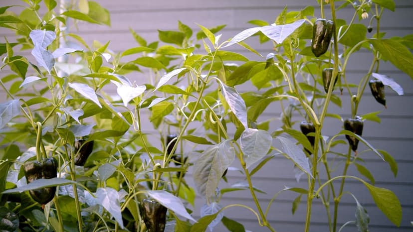 Sereniseed Certified Organic Hot Pepper Seeds (10-Pack) – Non GMO, Open Pollinated – Jalapeño, Cal Wonder, Banana, Serrano, Shishito, Red Habanero, Poblano, Cayenne and More