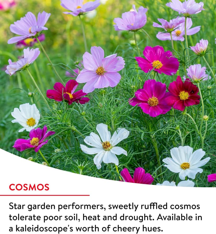 Burpee Fast Blooming 25,000 Non-GMO Planting, 1 Bag Easy Grow Wildflower Seed Mix Contains 14 Flower Varieties for Home Garden