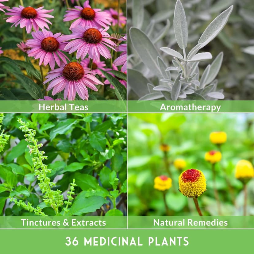 Ultimate Medicinal Herbs 36 Variety Pack - 28,000+ Herb Seeds for Planting Essential Healing Plants - Mixed Assortment with Culinary, Medicinal, Tea Herbs - Non-GMO Heirloom - Survival Garden Seeds