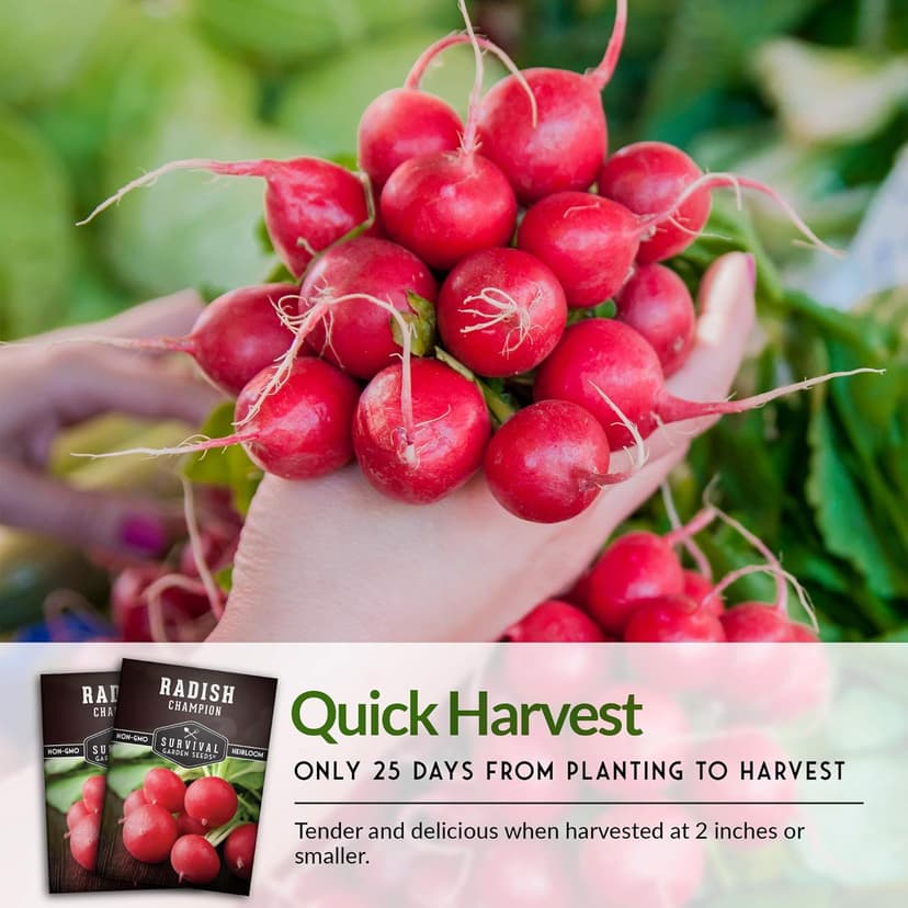 Survival Garden Seeds - Champion Radish Seed for Planting - Packet with Instructions to Plant and Grow Red Radishes in Your Home Vegetable Garden - Non-GMO Heirloom Variety Vegetable Seed