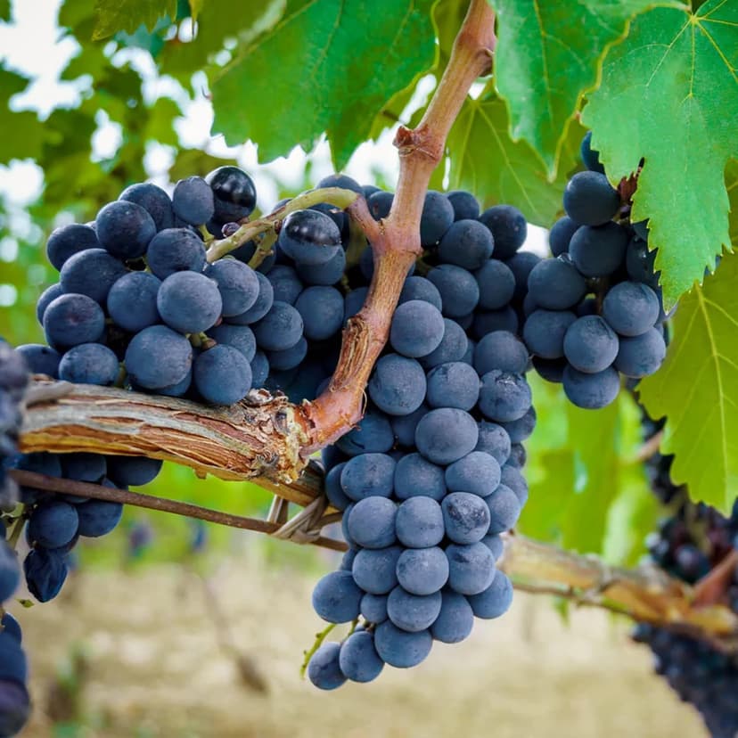 50+ Grape Seeds Vine Fruit Seed Fruit Plant Home Garden Non-GMO Seeds Home Garden