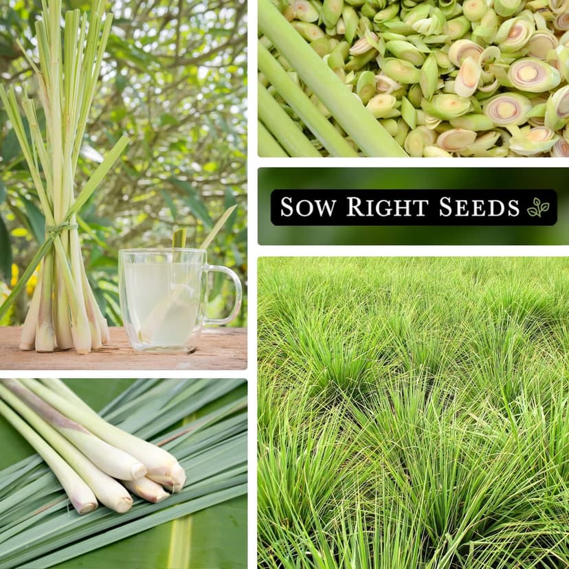 Sow Right Seeds - Lemon Grass Seed for Planting - Non-GMO Heirloom Packet with Instructions for Easy Planting and Growing an Herb Garden - Indoor or Outdoors - Delicious Culinary Herb (1)