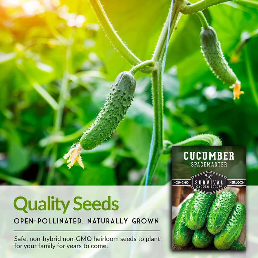 1 Pack Spacemaster Cucumber Seed for Planting - Packet with Instructions to Grow Container Friendly Cucumbers in Your Home Vegetable Garden - Non-GMO Heirloom Variety - Survival Garden Seeds