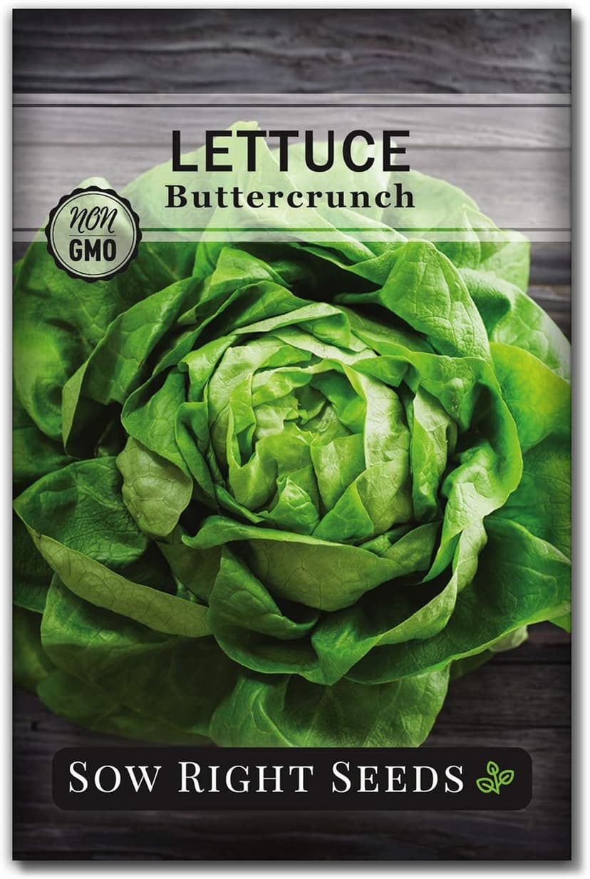 Sow Right Seeds - Buttercrunch Lettuce Seeds for Planting - Non-GMO Heirloom Packet with Instructions to Plant a Home Vegetable Garden - Outdoors or Hydroponics Indoors - Heat Tolerant Variety (1)