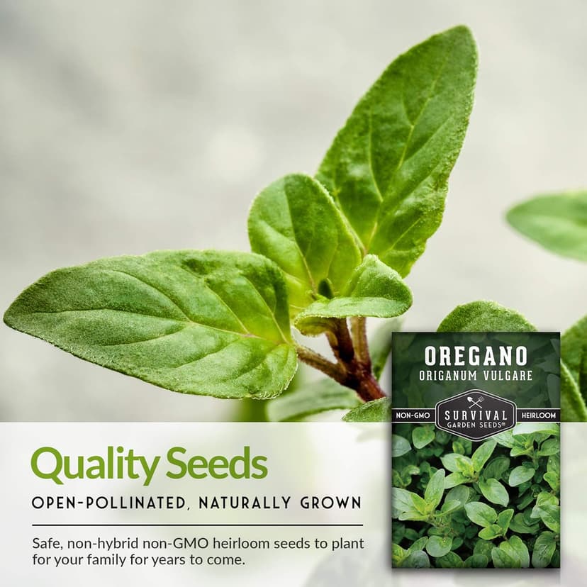 1 Pack Oregano Seed for Planting - Packet with Instructions to Grow in Origanum Vulgare Herbs Your Home Vegetable Garden - Non-GMO Heirloom Variety - Survival Garden Seeds