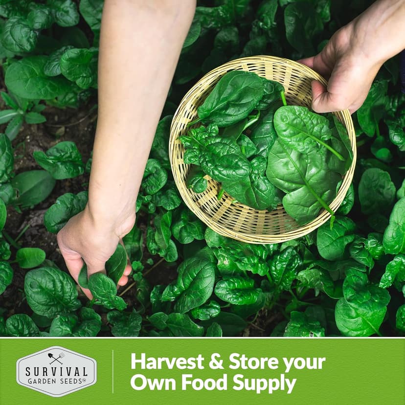Survival Garden Seeds - Bloomsdale Spinach Seed for Planting - Packet with Instructions to Plant and Grow Delicious Spinach Greens in Your Home Vegetable Garden - Non-GMO Heirloom Variety - Plant Seed