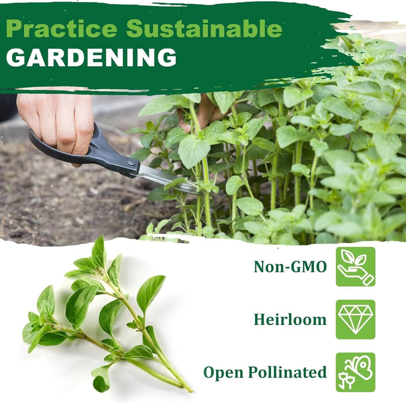 Oregano Seeds for Planting, 3000+ Non-GMO Heirloom Seeds, 500mg, Open Pollinated Perennial Herb, Origanum vulgare, for Indoor & Outdoor Gardens, Qty 1
