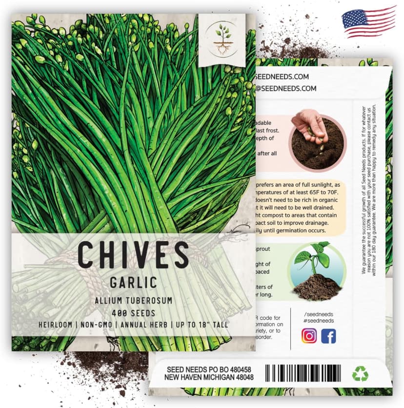 Seed Needs Chive Seeds for Planting Garlic Chives - Non-GMO Heirloom & Untreated Perennial Herbs to Grow an Indoor or Outdoor Home Herb Grown Garden (1 Pack)