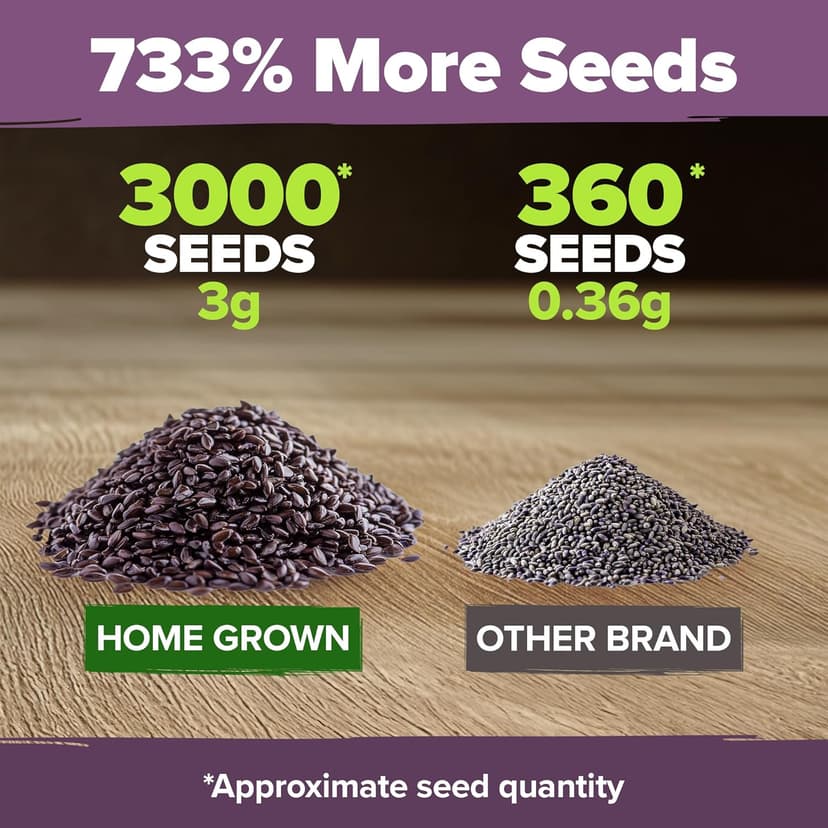 HOME GROWN 𝗣𝗥𝗘𝗠𝗜𝗨𝗠 English Lavender Seeds 2 Pack,3000 𝗡𝗢𝗡-𝗚𝗠𝗢,𝗨𝗦𝗔-𝗦𝗢𝗨𝗥𝗖𝗘𝗗 Wildflower Seed for Planting Indoor/Outdoor,High Germination,Plant Flower Seeds(Lavandula antustifolia)
