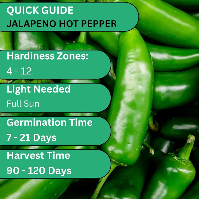 Jalapeño TAM Hot Pepper Seeds for Planting - Over 180 Heirloom Non-GMO Jalapeno Seeds for Planting - Beginner Friendly Jalapeno Pepper Seed Pack for Indoor, Outdoor & Home Garden