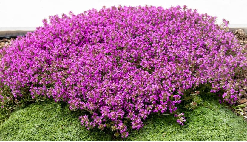 20000+ Mixed Creeping Thyme Seeds, Thymus Ground Cover Plant Seed for Outdoor Lawns Landscaping, Magic Red Purple Blue Carpet Seed for Planting, Perennial Flower for Garden Road - Non GMO Heirloom