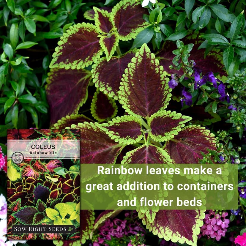 Sow Right Seeds - Coleus Rainbow Mix Seeds for Planting - Beautiful Flowers to Plant in a Home Garden - Indoors or Outdoors - Non-GMO Heirloom Seeds - Attractive & Colorful - Great Gardening Gift (1)