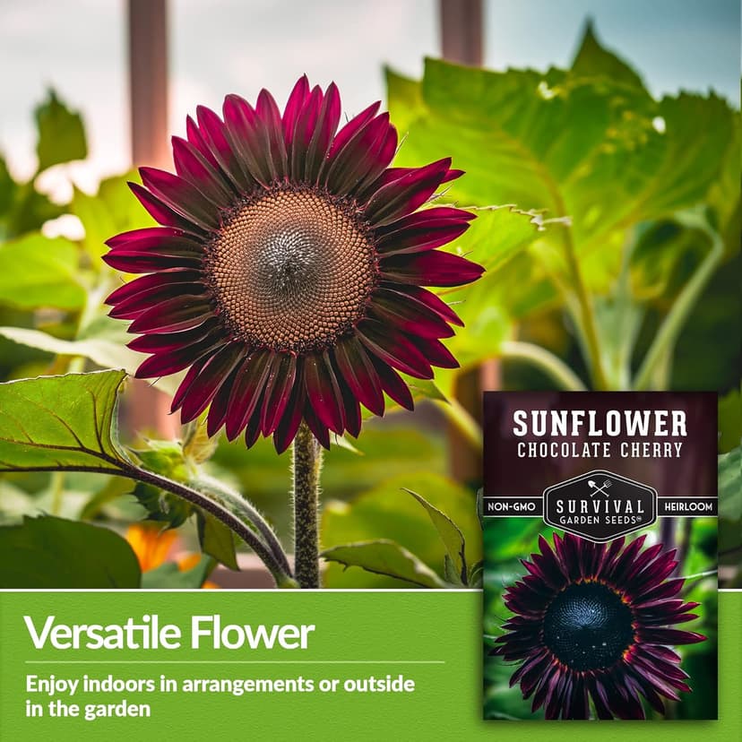 Survival Garden Seeds Chocolate Cherry Sunflower Seed for Planting - Packet with Instructions to Plant & Grow Beautiful Flowers in Your Home Vegetable & Flower Garden - Non-GMO Heirloom Variety (1)