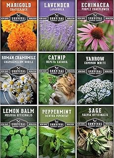 The 12 best chive seeds of 2025