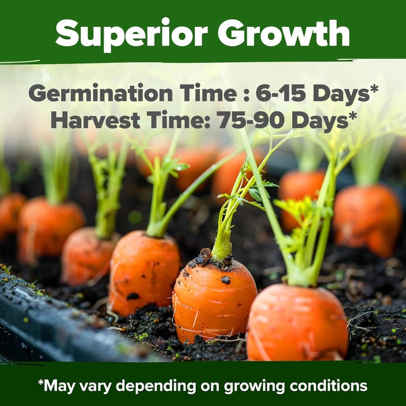 HOME GROWN Tendersweet Carrots Pack (Daucus carota subsp. sativus) - 3000 𝗡𝗢𝗡-𝗚𝗠𝗢 𝗨𝗦𝗔-𝗦𝗢𝗨𝗥𝗖𝗘𝗗 Heirloom Seeds for Planting Outdoors - High-Germination Vegetable for a Lush Garden