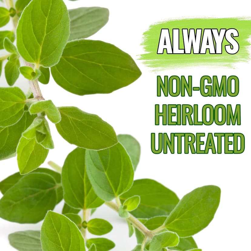 Seed Needs Oregano Seeds for Planting Italian Herbs - Non-GMO, Heirloom & Untreated Culinary Herb - Grow Indoors or Outdoors for a Kitchen Garden (1 Pack)