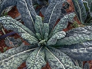 1000 Black Tuscan Lacinato Kale Seeds for Planting AKA Dinosaur Kale Heirloom Non GMO 3.5+ Grams Garden Vegetable Bulk Survival