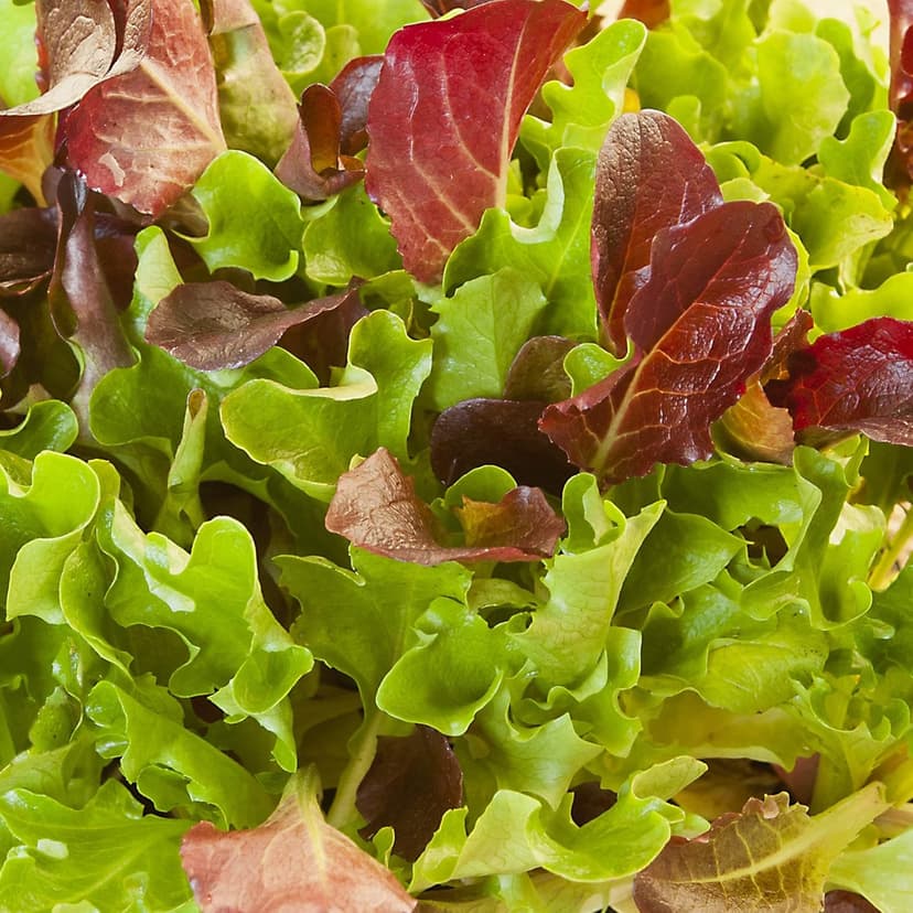 Heatwave Lettuce Seed Mix - 1 g Packet ~900 Seeds - Blend of Red & Green Heat Tolerant Leaf & Bibb Lettuces - Non-GMO Gardening Seeds