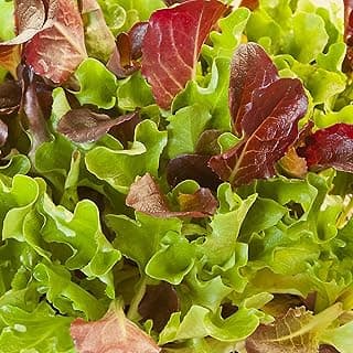 Heatwave Lettuce Seed Mix - 1 g Packet ~900 Seeds - Blend of Red & Green Heat Tolerant Leaf & Bibb Lettuces - Non-GMO Gardening Seeds