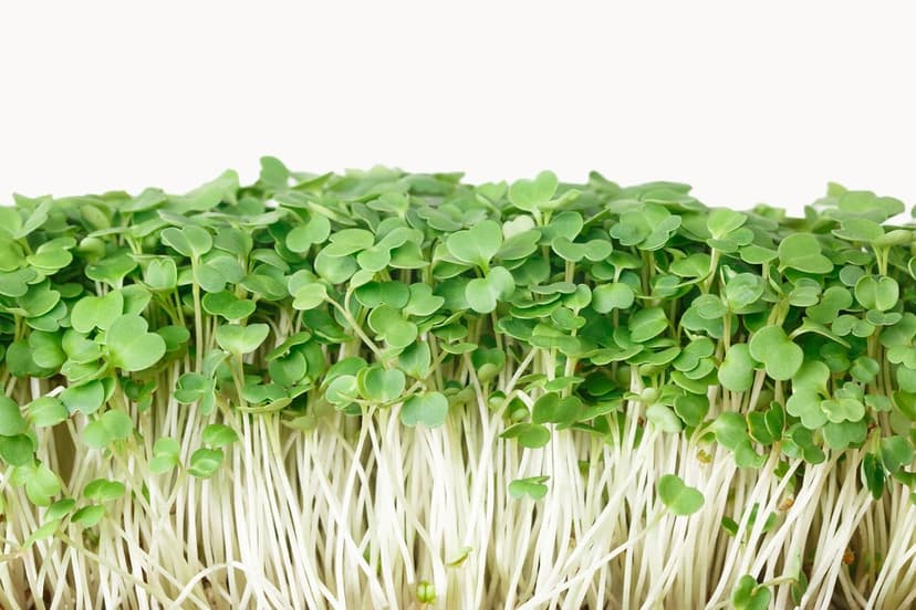 Arugula Seeds for Planting, Slow Bolt, 800+ Heirloom, Non-GMO Vegetable Seeds, Grow Peppery Greens Indoors or Outdoors, Perfect for Microgreens, Includes Instructions, Qty 1
