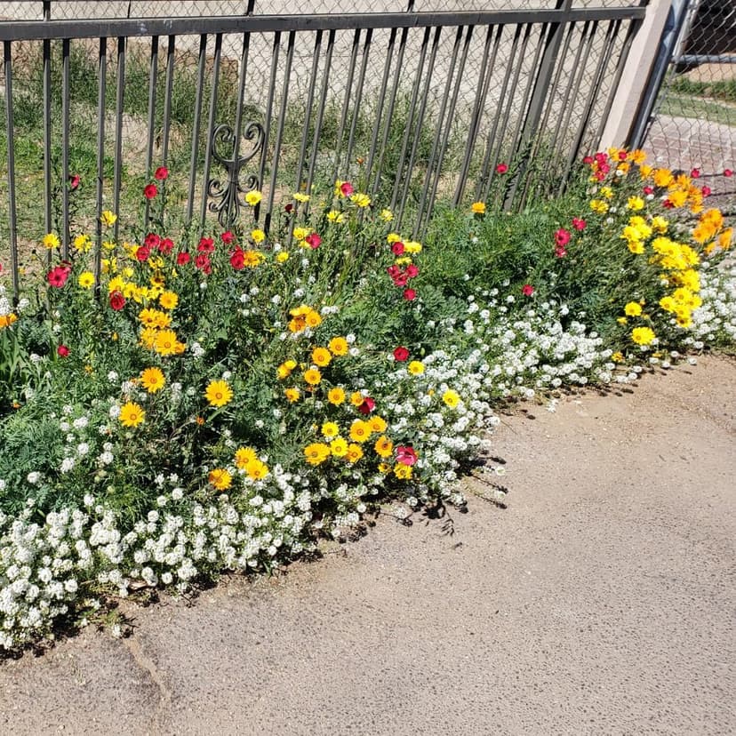 Drought Tolerant Wildflower Seed Mix, Covers 325 Sq Ft, 15 Flower Varieties, Over 67,000 Seeds, Created By Nature