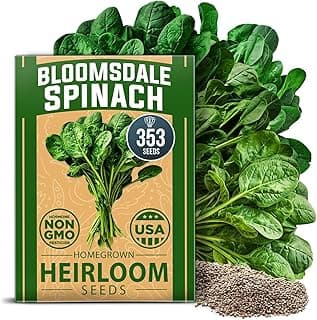 HOME GROWN Bloomsdale Spinach Seeds Pack – 353 Heirloom 𝗡𝗢𝗡-𝗚𝗠𝗢 𝗨𝗦𝗔-𝗦𝗢𝗨𝗥𝗖𝗘𝗗 Seeds – High Germination Spinach for Indoor, Outdoor, Hydroponic Planting & Home Gardens (Spinacia oleracea)